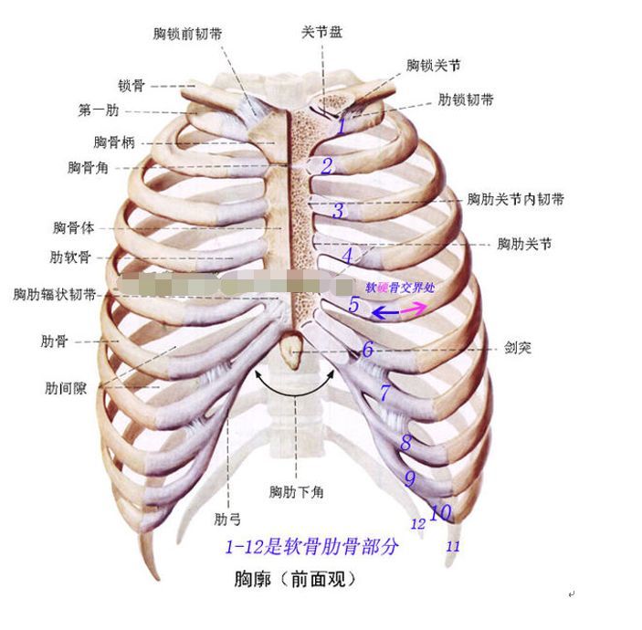 那些隆鼻时用了男朋友身上肋骨的女生怎么样了?