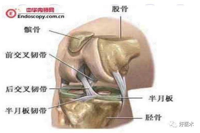 (3)髌上囊和髌下深囊:具有减少腱与骨面之间相互摩擦.