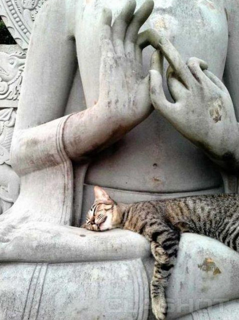 当猫咪碰到石像,真是怪态百出,简直要笑到捧腹