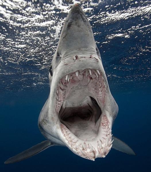 游泳速度最快的灰鲭鲨,堪称海洋中的杀人机器,渔民看