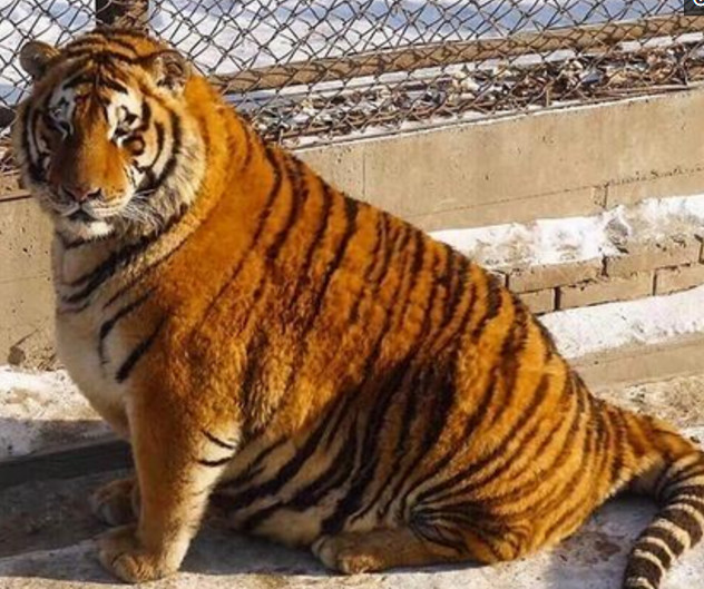 谁家的老虎长这样?网友:这只橘猫真的胖