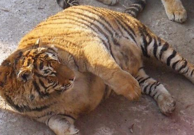 谁家的老虎长这样?网友:这只橘猫真的胖