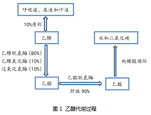 从机制到治疗,一文详解双硫仑样反应