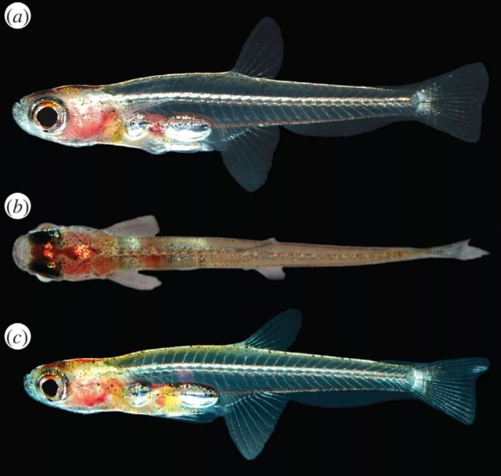 世界上最小的青蛙，能在你指甲盖上跳舞!