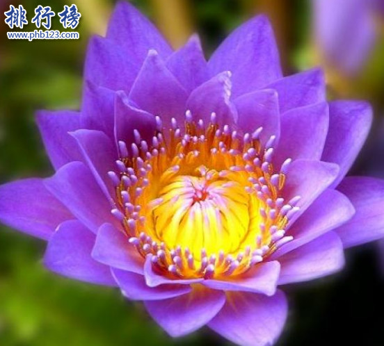 动植物界"十大"神奇排行!绝对炫酷