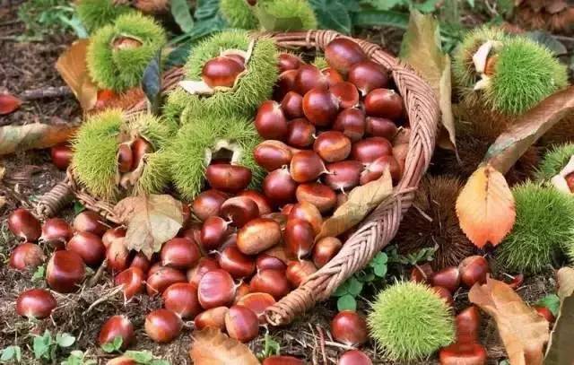 秋季它要上市,养发补肾功效胜过人参!