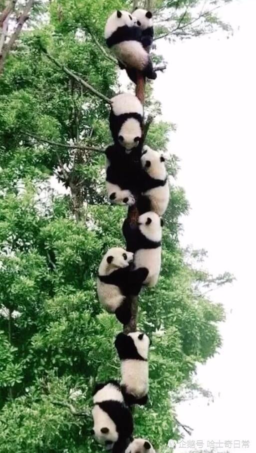 小树结了27只大熊猫,活了这么久,原来大熊猫是长树上