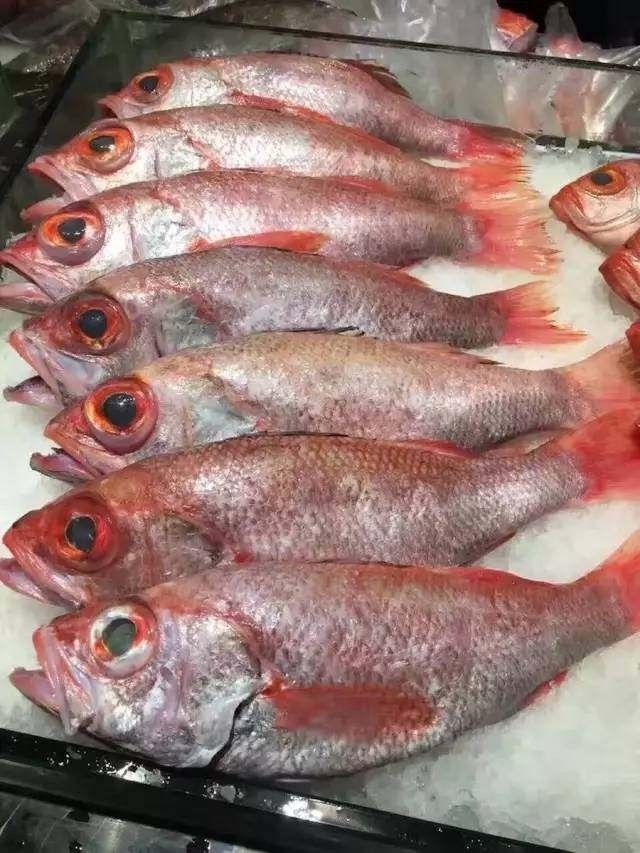 在日本最受保护的"喉黑"鱼,因为肉质好吃,被称为"海中