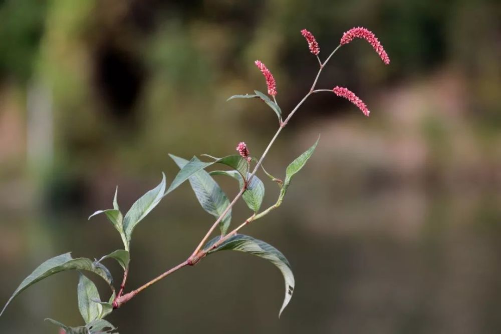 蓼花本是平常物一入诗篇便不同