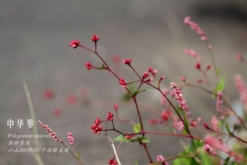 16,小蓼花polygonum muricatum浙志叫做小花蓼,中志引用的文献是清人