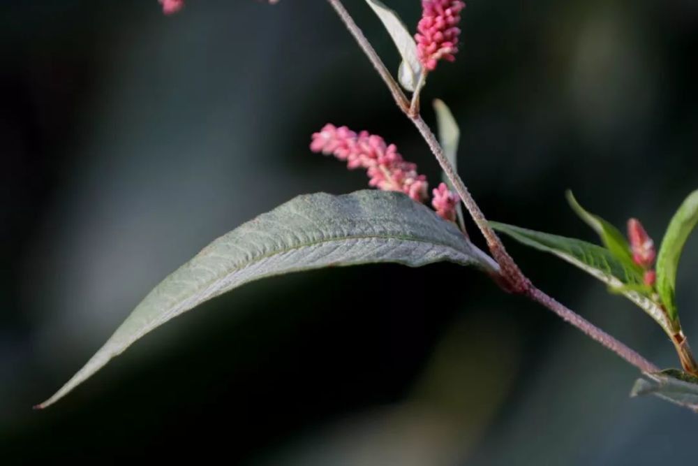 蓼花本是平常物一入诗篇便不同