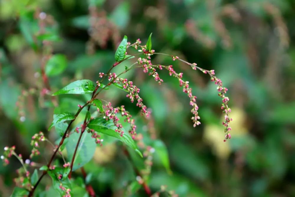 5,无辣蓼(伏毛蓼)polygonum pubescens本种为酸模叶蓼的变种,与原变种