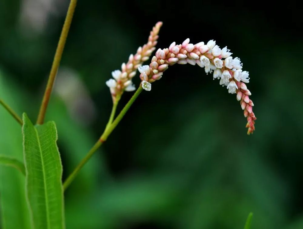 蓼花本是平常物一入诗篇便不同