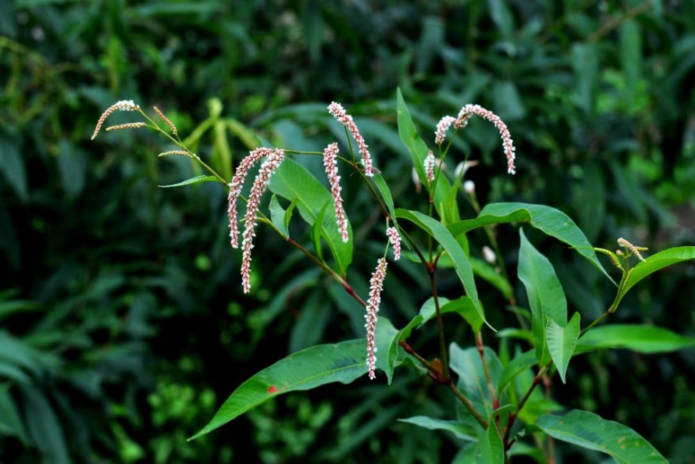 蓼花本是平常物一入诗篇便不同