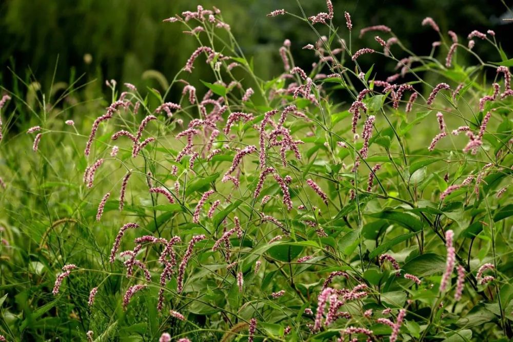 蓼花本是平常物一入诗篇便不同