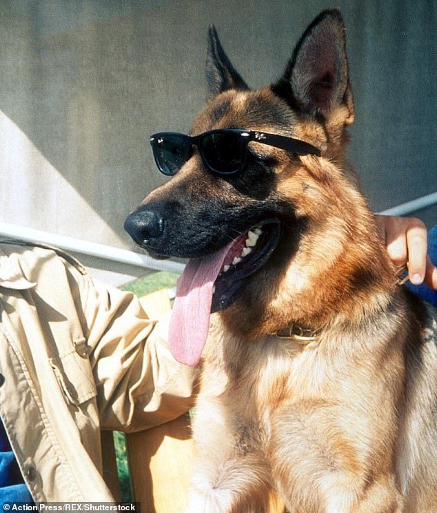 国外保险公司首次推出世界宠物富豪榜:第一名