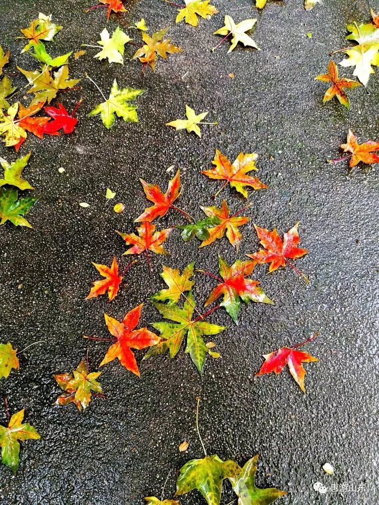 泰安秋风秋雨秋叶黄,泰山秋韵幽幽秋思长