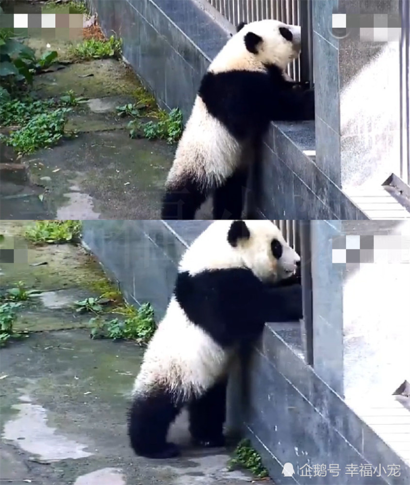小熊猫自给门卫,亲变成饲养员开表情,最后表毛衣的穿的冷铁门包图片