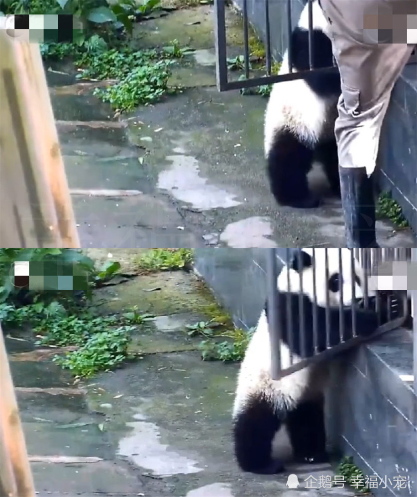 小熊猫表表门卫,亲变成饲养员开铁门,最后励志情包自给图动态图片