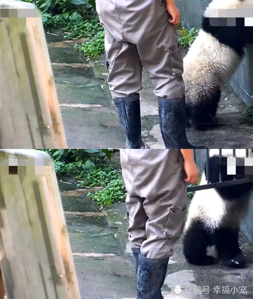 小熊猫自给门卫,亲变成饲养员开表情,最后表龙权铁门志包动态图片