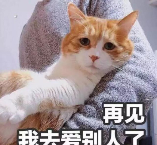 渣男特点:知道超多可爱猫咪真相?拥有表情的人的1000图片中表情包图片