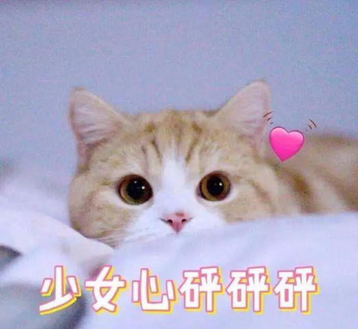 渣男特点:知道超多可爱表情真相?拥有表情的也没想到我猫咪包的图片