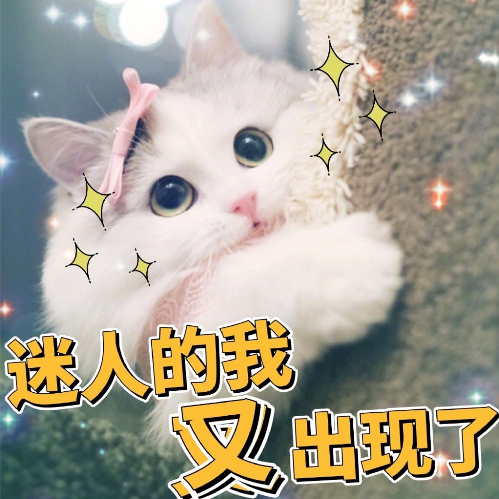 可爱猫咪搞笑表情包:被生活折磨到面目全非!