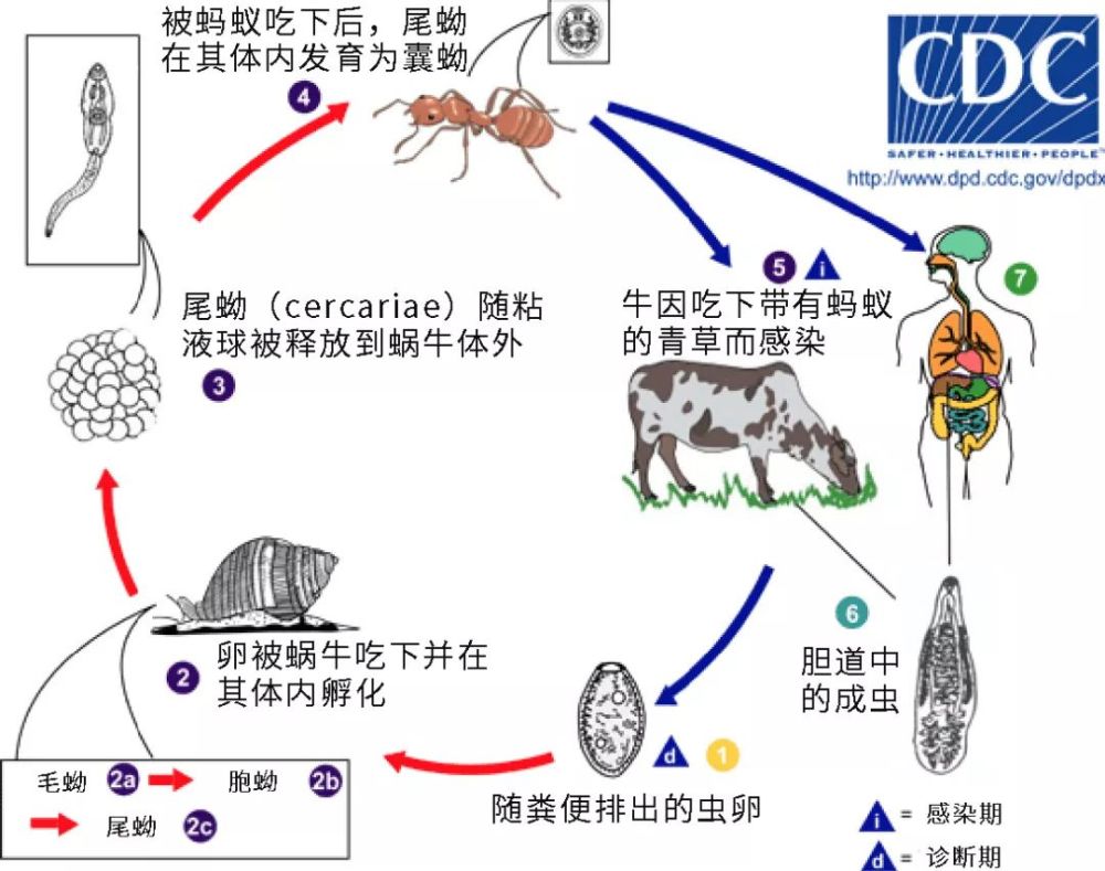 枪状肝吸虫的生活史.图片:cdc.