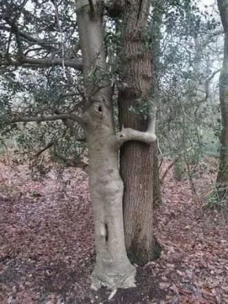 世界上最罕见的树,从未见过(太惊人了)