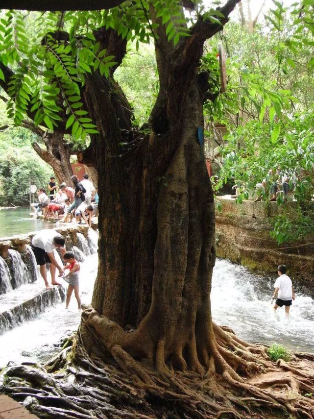 世界上最罕见的树,从未见过(太惊人了)