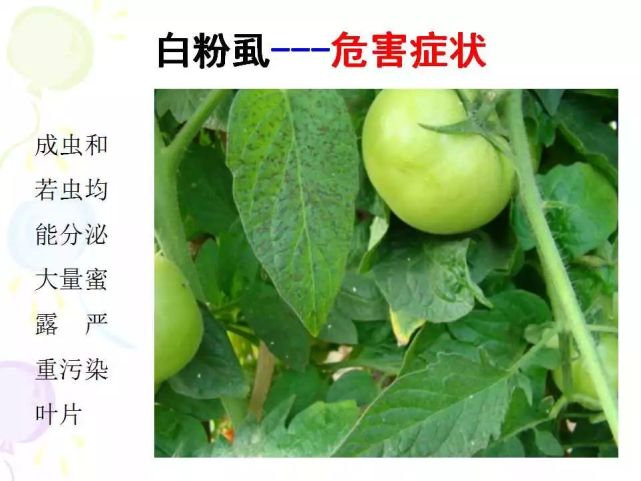 超全版超全版番茄病虫害图解及防治方法番茄病虫害图解及防治方法