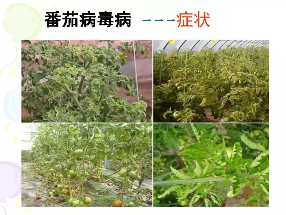 番茄病虫害图解及防治方法!番茄病虫害图解及防治方法