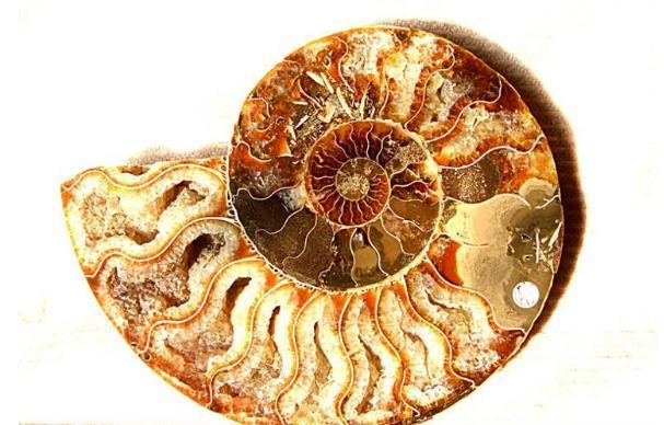 比较有争议的几次物种大爆发与大灭绝,恐龙遭