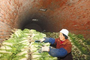 为什么有些地方在冬天要把白菜储藏到地窖?