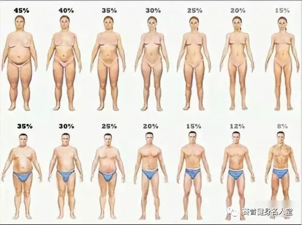 基础代谢率,bmi,体脂肪率,肌肉量,体水分率,这些都是什么?