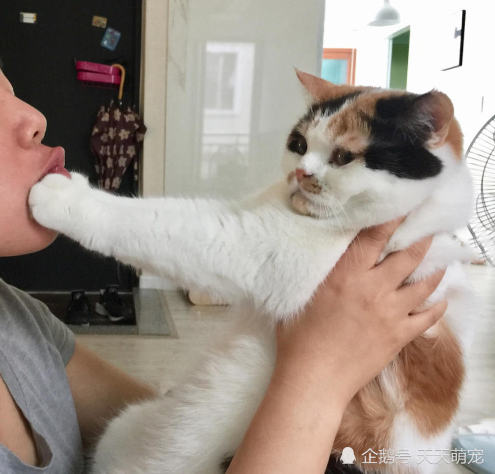 猫咪被说胖,情急之下竟然捂住主人的嘴 喵 再说翻脸