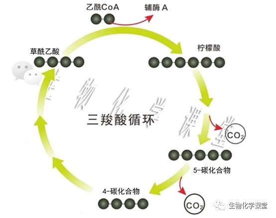 三羧酸循环解析及记忆技巧2021版_腾讯新闻