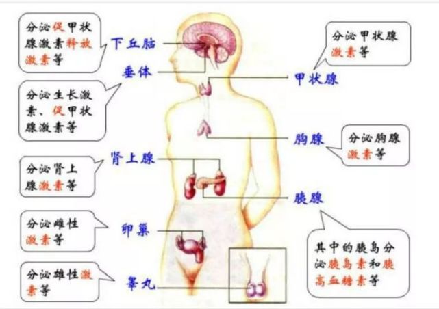 天天说的"内分泌失调"到底是什么?6个症状就能判断