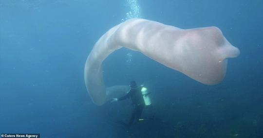 潜水员海底偶遇不明海洋生物 长8米相貌奇特