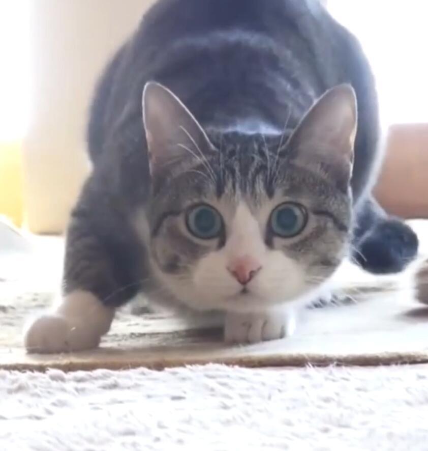 灰猫随圆球扭屁股,接着出现"尴尬"一幕,橘猫:我都看到了