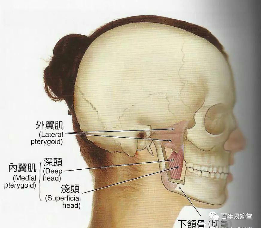 两肌 翼内肌 1 ,附着点 起点:蝶骨翼突,腭骨和上颌结节 止点:下颌角和