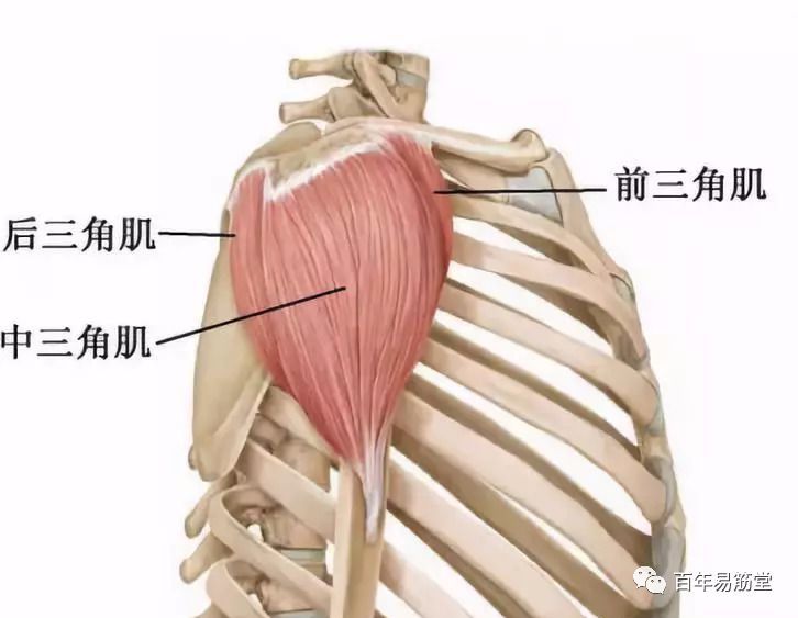 翼内肌和三角肌