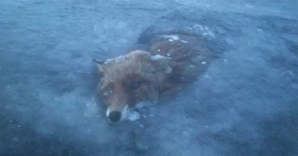 2018年有待解释的20个奇怪现象,头发冰有没有