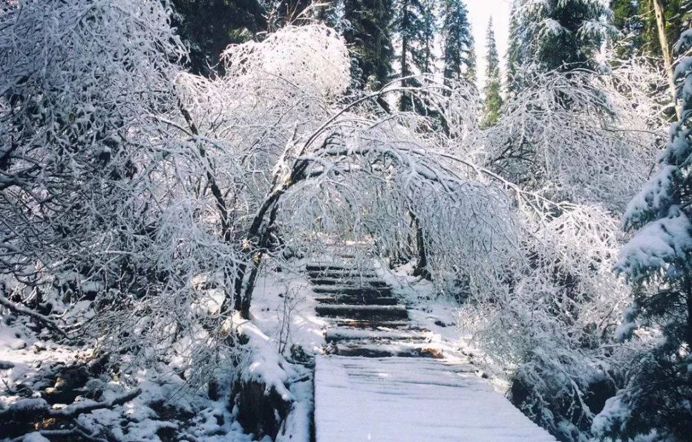 一夜之间,绵阳下雪了!实景图美爆!快来雪地上撒野