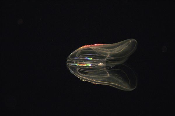 最原始的"栉水母",属于地球上所有生物的老祖宗,很有研究价值
