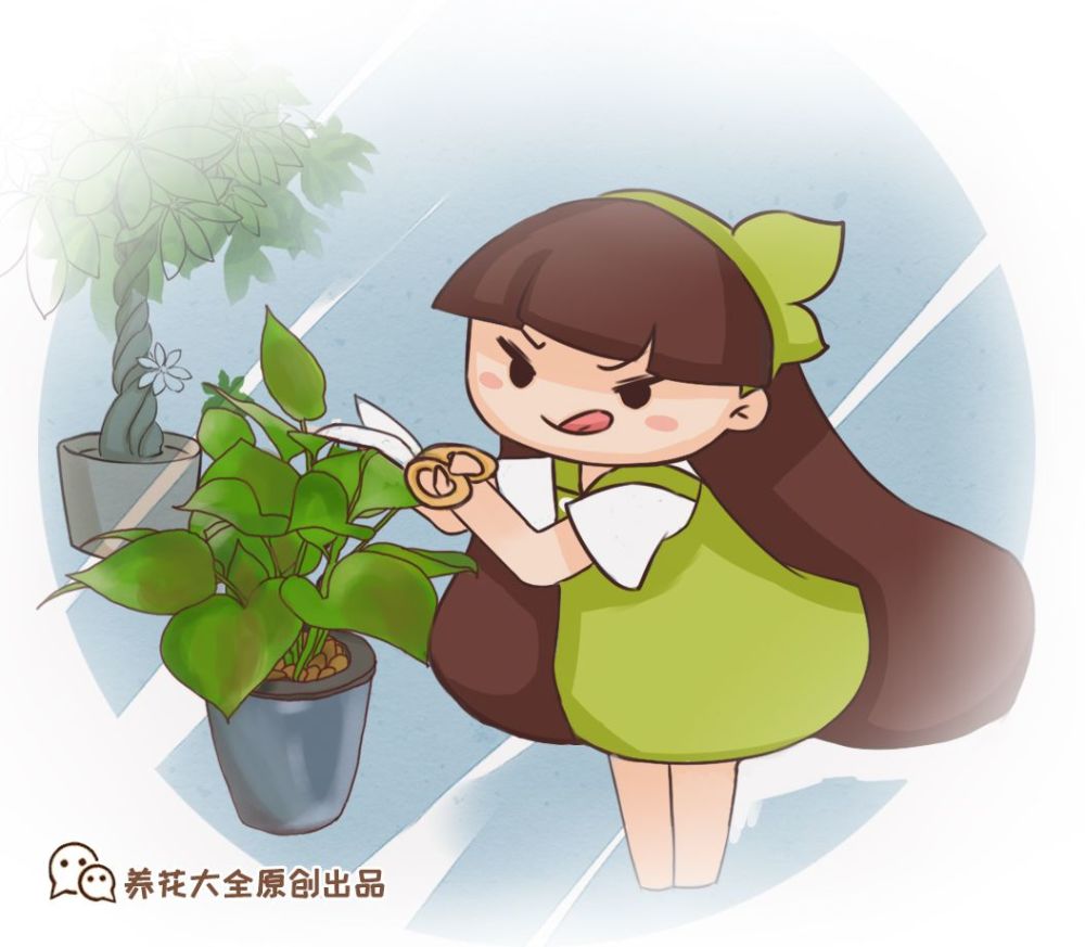 绿萝发财树老黄叶?教你一招,绿叶