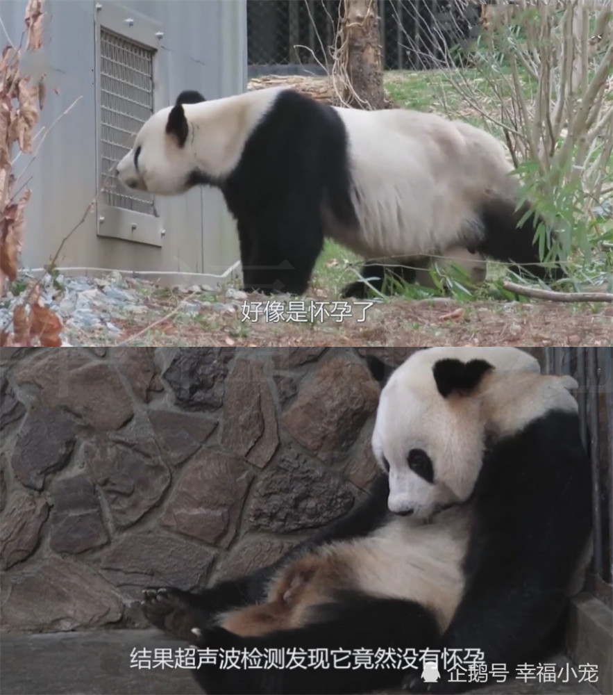 大熊猫"假怀孕"让众人失望,得知原因后,饲养员笑喷:机灵鬼