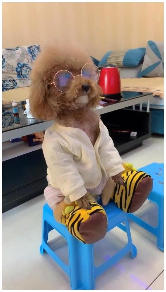 狗狗纹丝不动的看电视,光看它这身装备:十级电