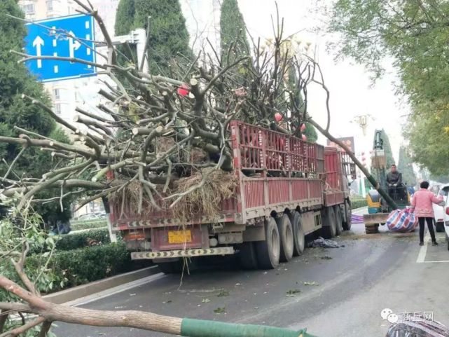 让杨絮不再飘!商丘正补栽新树种替换杨树 看看