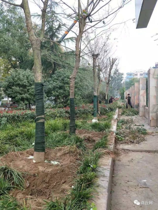 让杨絮不再飘!商丘正补栽新树种替换杨树 看看